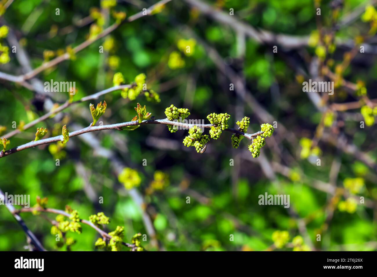 Knospen und Blätter von Sumac Rhus trilobata im Frühjahr. Stockfoto Knospen und Blätter von Sumac Rhus trilobata im Frühjahr. Stockfoto
