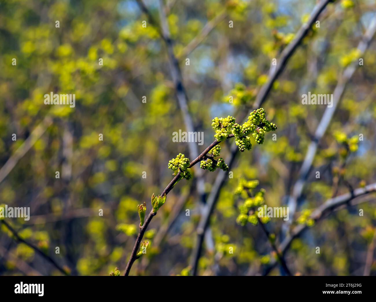 Knospen und Blätter von Sumac Rhus trilobata im Frühjahr. Stockfoto Knospen und Blätter von Sumac Rhus trilobata im Frühjahr. Stockfoto