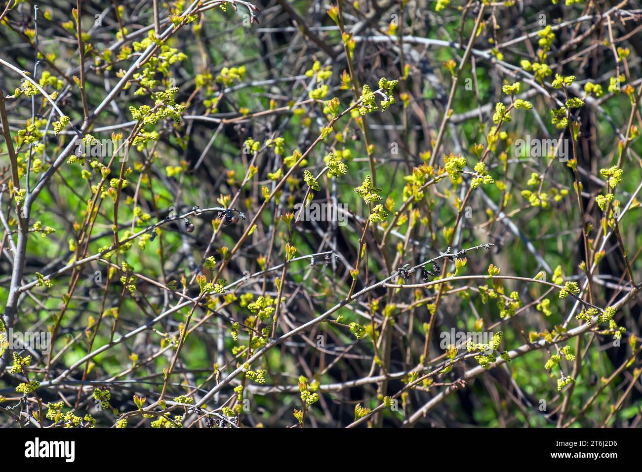 Knospen und Blätter von Sumac Rhus trilobata im Frühjahr. Stockfoto Knospen und Blätter von Sumac Rhus trilobata im Frühjahr. Stockfoto