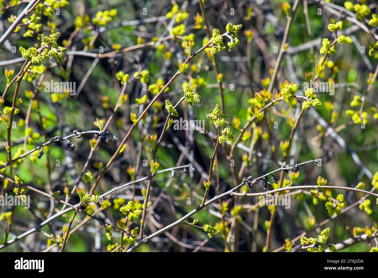 Knospen und Blätter von Sumac Rhus trilobata im Frühjahr. Stockfoto Knospen und Blätter von Sumac Rhus trilobata im Frühjahr. Stockfoto