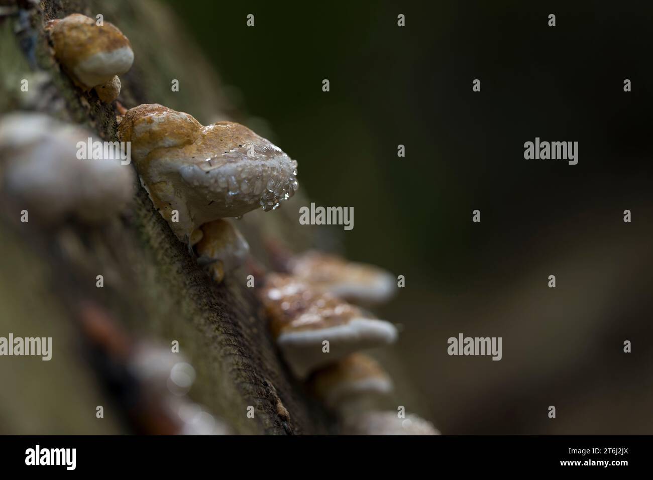 Kleine Baumpilze mit Guttationstropfen auf einem Baumstamm, Nahaufnahme, Frankreich, Region Grand Est, Vogesen, regionaler Naturpark Ballons des Vosges Stockfoto