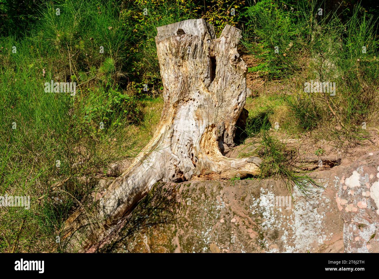 Verwitterter Baumstumpf. Stockfoto