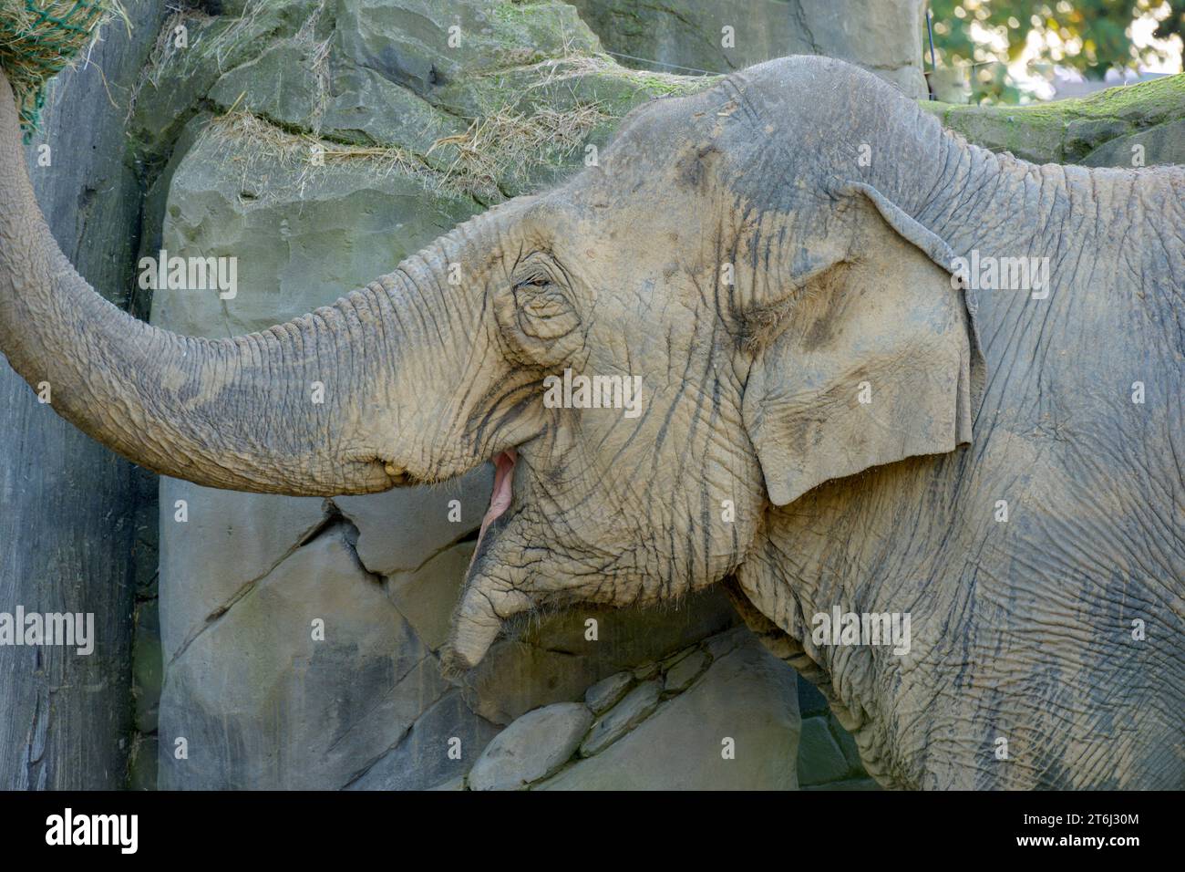 Deutschland, Baden-Württemberg, Karlsruhe, indischer Elefant im Zoo. Stockfoto