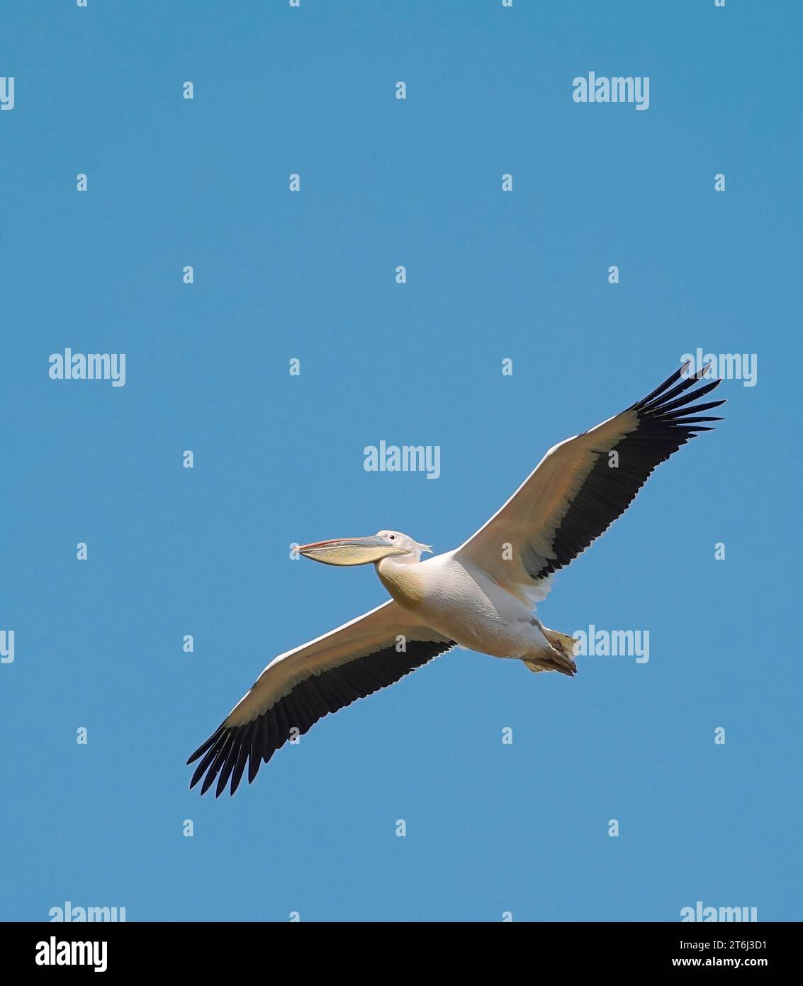 Great White Pelican (Pelecanus onocrotalus) West Coast National Park, Südafrika Stockfoto