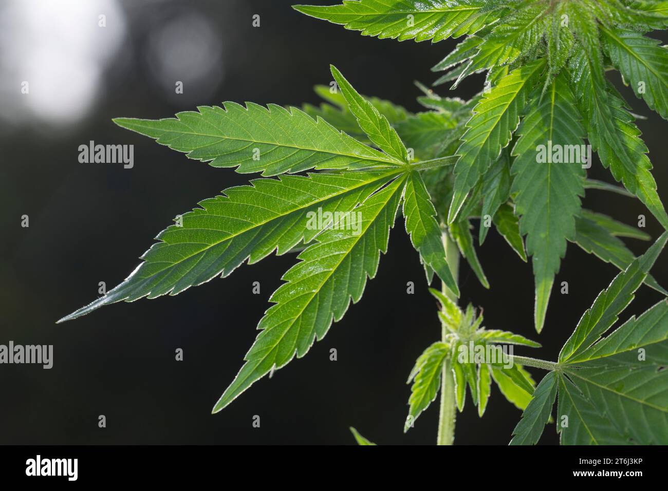 Cannabis, Gewöhnlicher Hanf, echter Hanf, weibliche Hanfpflanze, Cannabis sativa, Gras, Gras, Hanf, Marihuana, Le-Cannabis, Hasch, Haschisch, Droge, D. Stockfoto