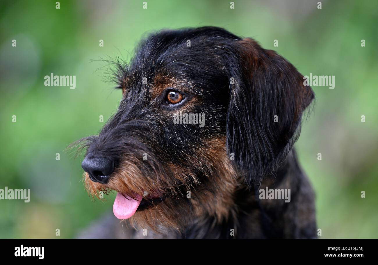 Rauhaariger Dackel (Canis Lupus familiaris), männlich, 2 Jahre, Tierporträt Stockfoto