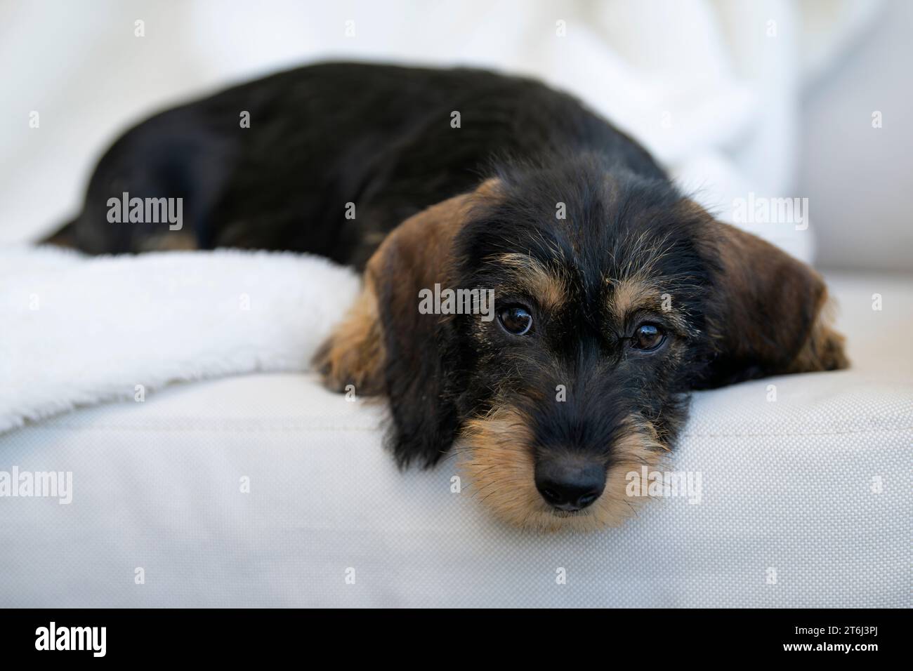 Rauhhaariger Dackel, Weibchen, Welpe, 12 Wochen, auf Decke liegend, Sofa, weiß Stockfoto