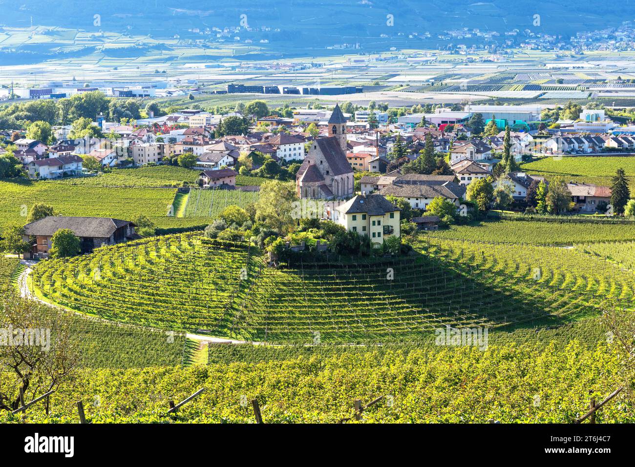 Weinberg in der Herbstsaison, Europa, Italien, Trentino Südtirol, Provinz Bozen, Egna Stockfoto