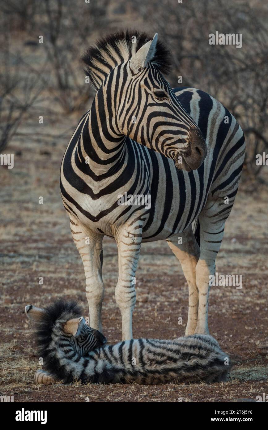 Plains Zebra (Equus burchelli), Stute beobachtet schlafendes Fohlen, Etosha Nationalpark, Namibia Stockfoto