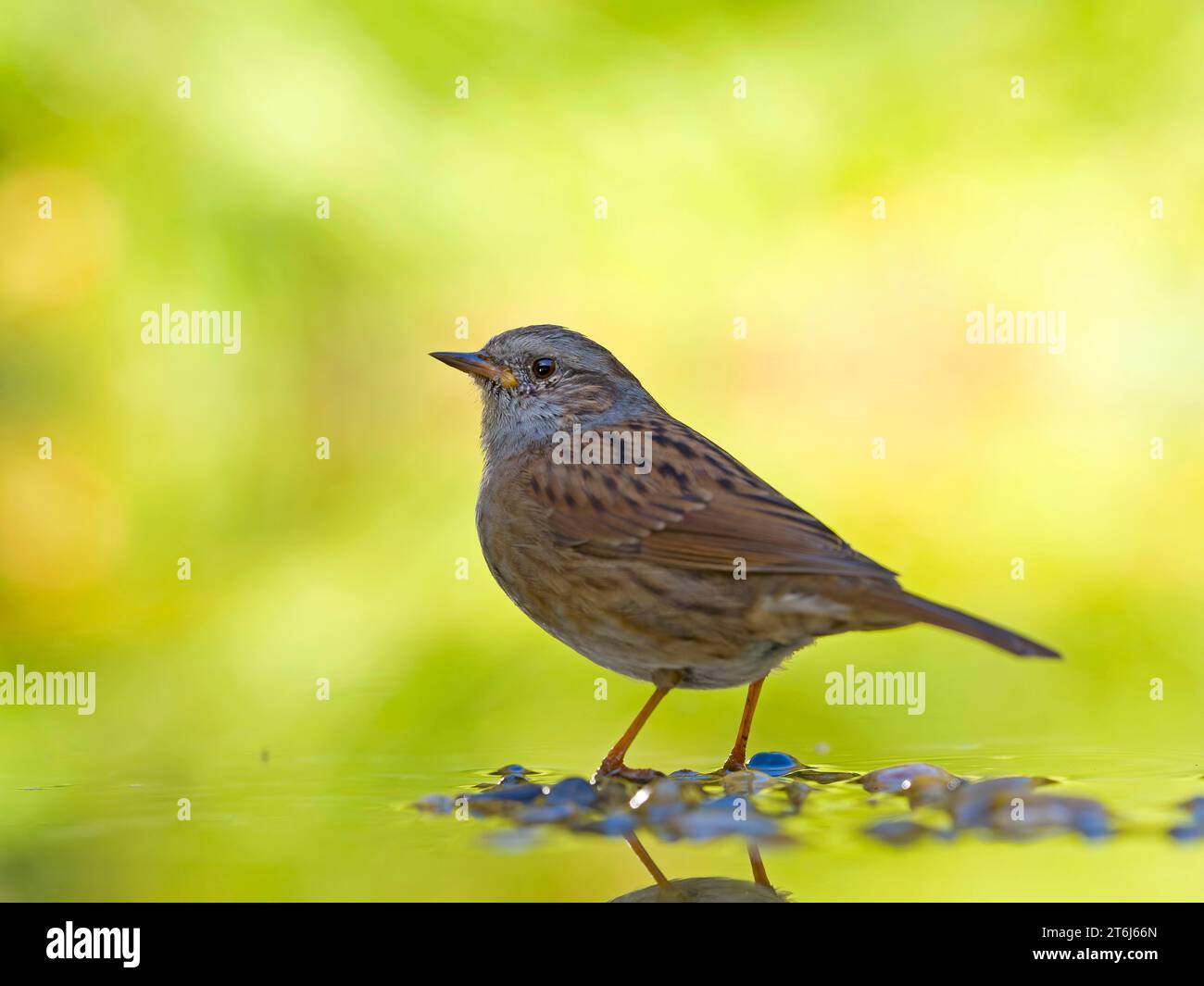 Dunnock (Prunella modularis), ausgewachsener Vogel im Flachwasser, Solms, Hessen, Deutschland Stockfoto