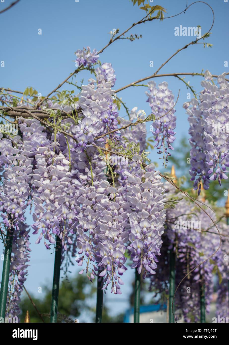 Blühende schöne bunte natürlichen Blumen in Aussicht Stockfoto