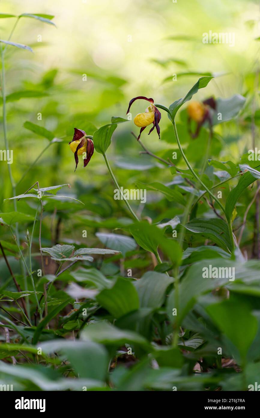 Frauenschuh, Cypripedium calceolus Stockfoto