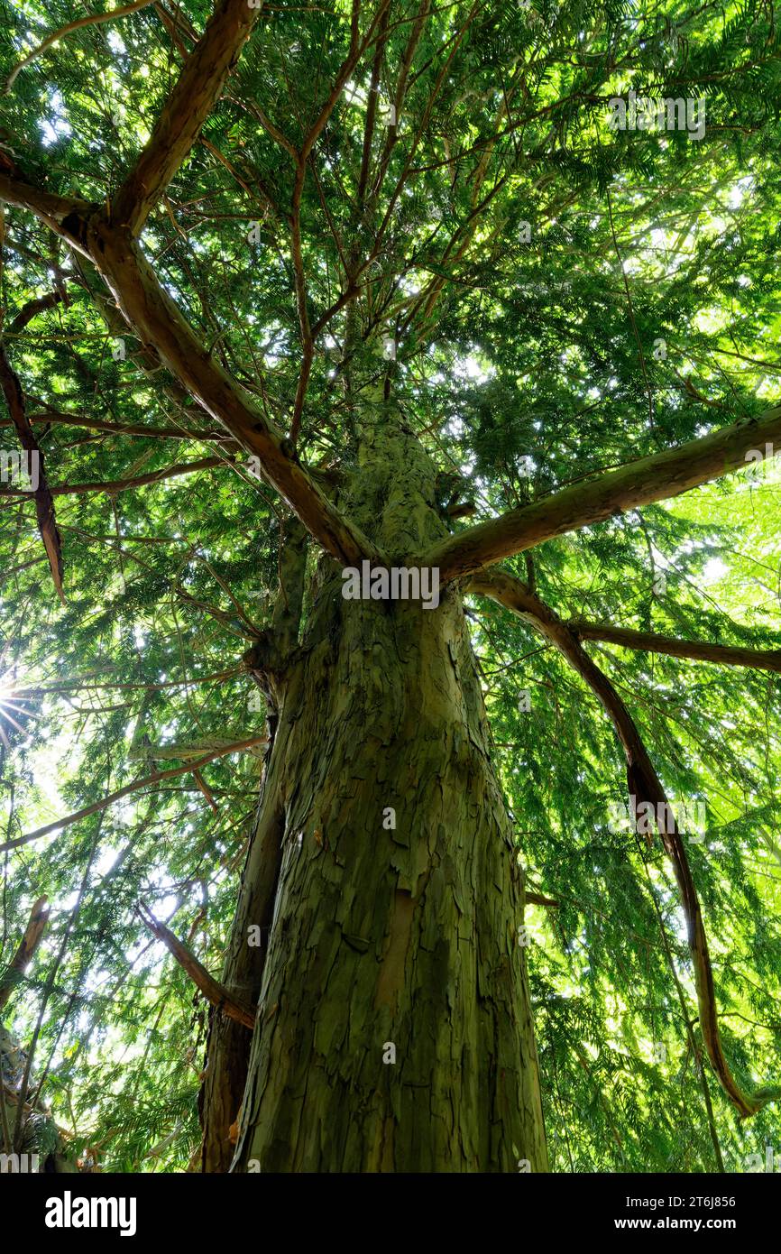 Yew, Taxus baccata, im Ibengarten bei Glattbach, Biosphärenreservat Rhön, Gemeinde Dermbach, Landkreis Wartburgkreis, Thüringen, Deutschland Stockfoto