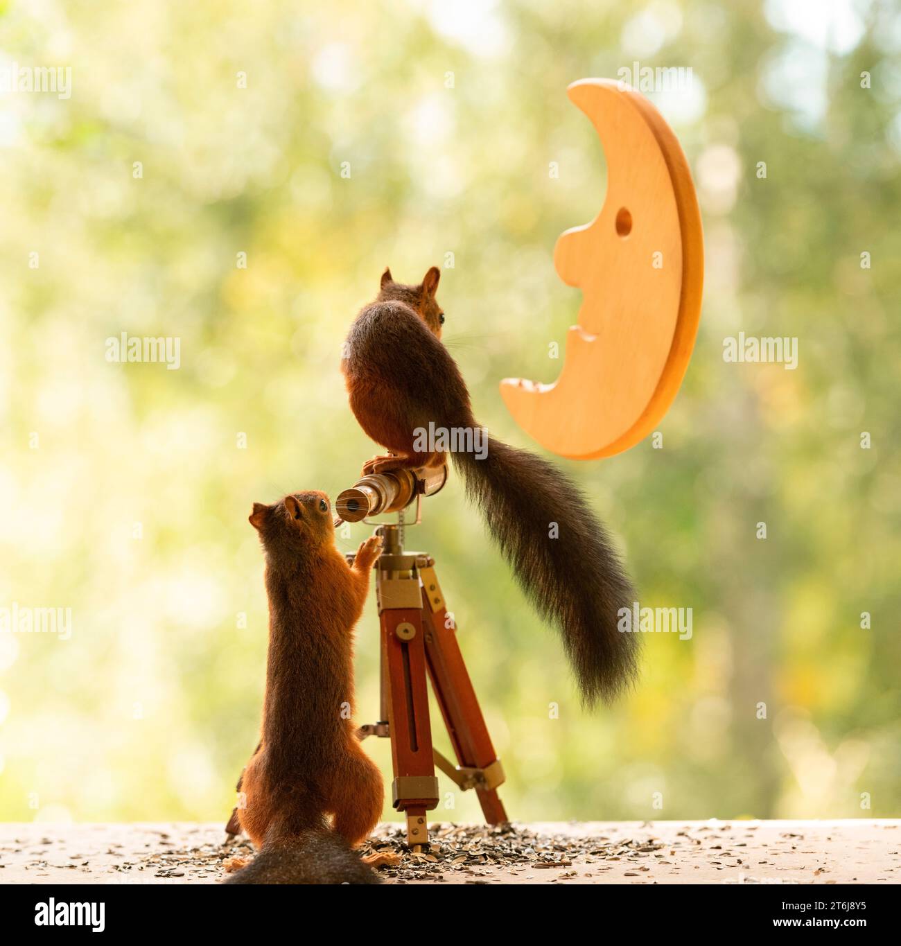 Rotes Eichhörnchen mit Teleskop und Mond Stockfoto