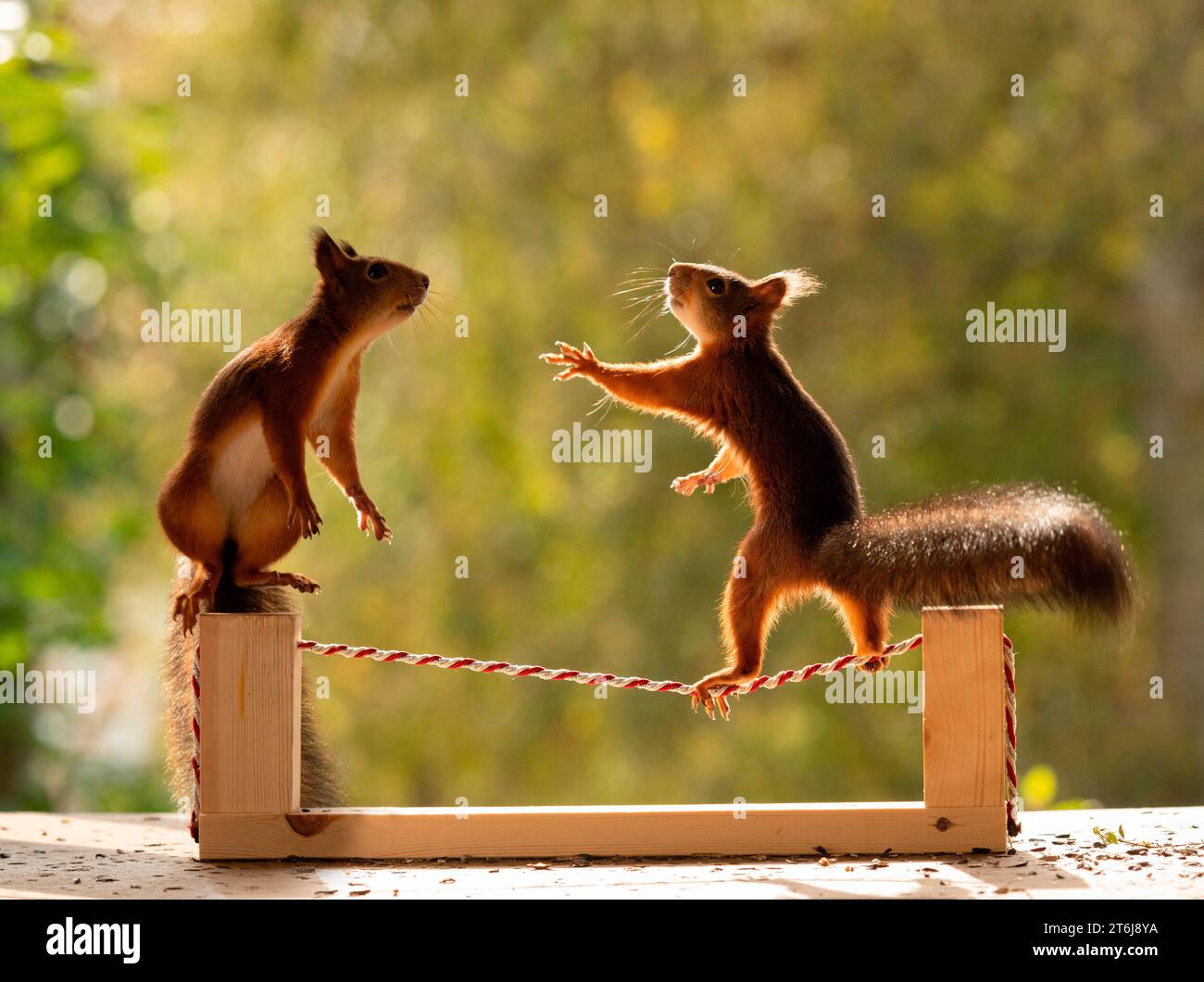 Rotes Eichhörnchen, das auf einem Draht steht Stockfoto