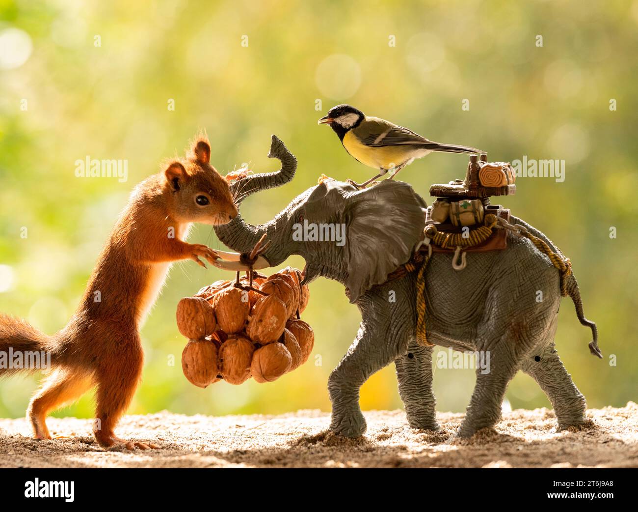 Rotes Eichhörnchen und große Titten mit einem Elefanten Stockfoto