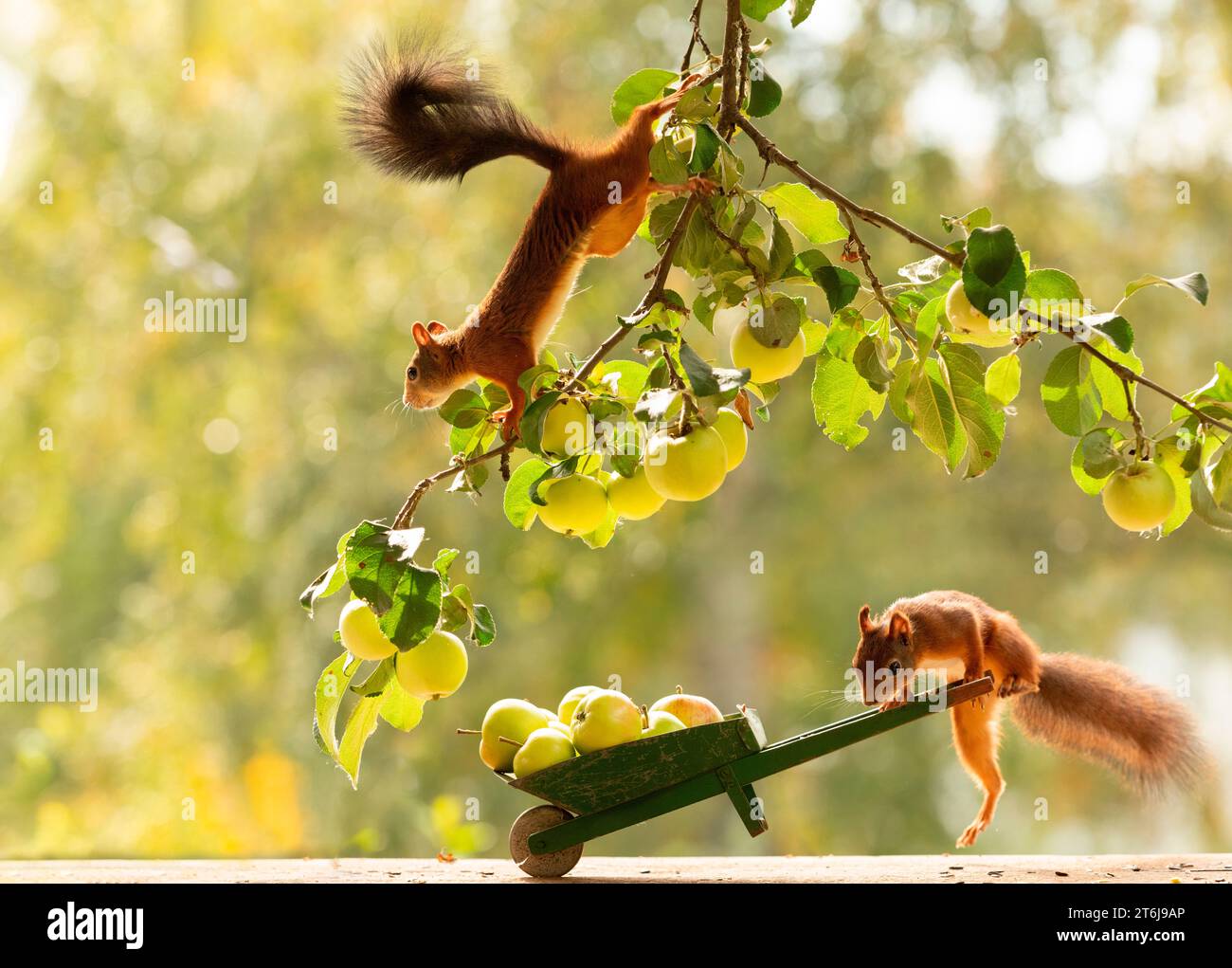 Rotes Eichhörnchen in Apfelzweigen mit Schubkarre Stockfoto