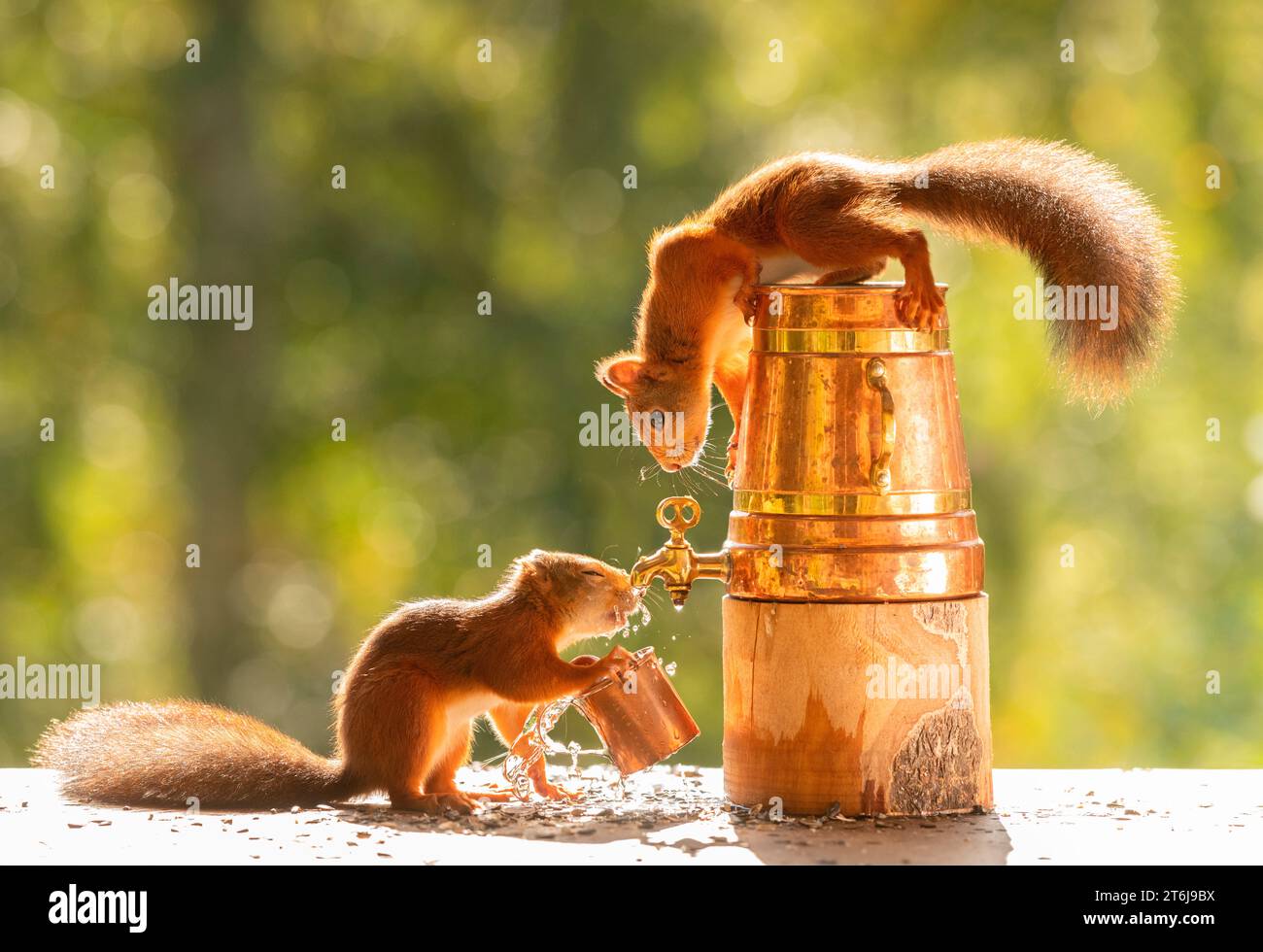 Rote Eichhörnchen trinken aus einem Wasserhahn Stockfoto