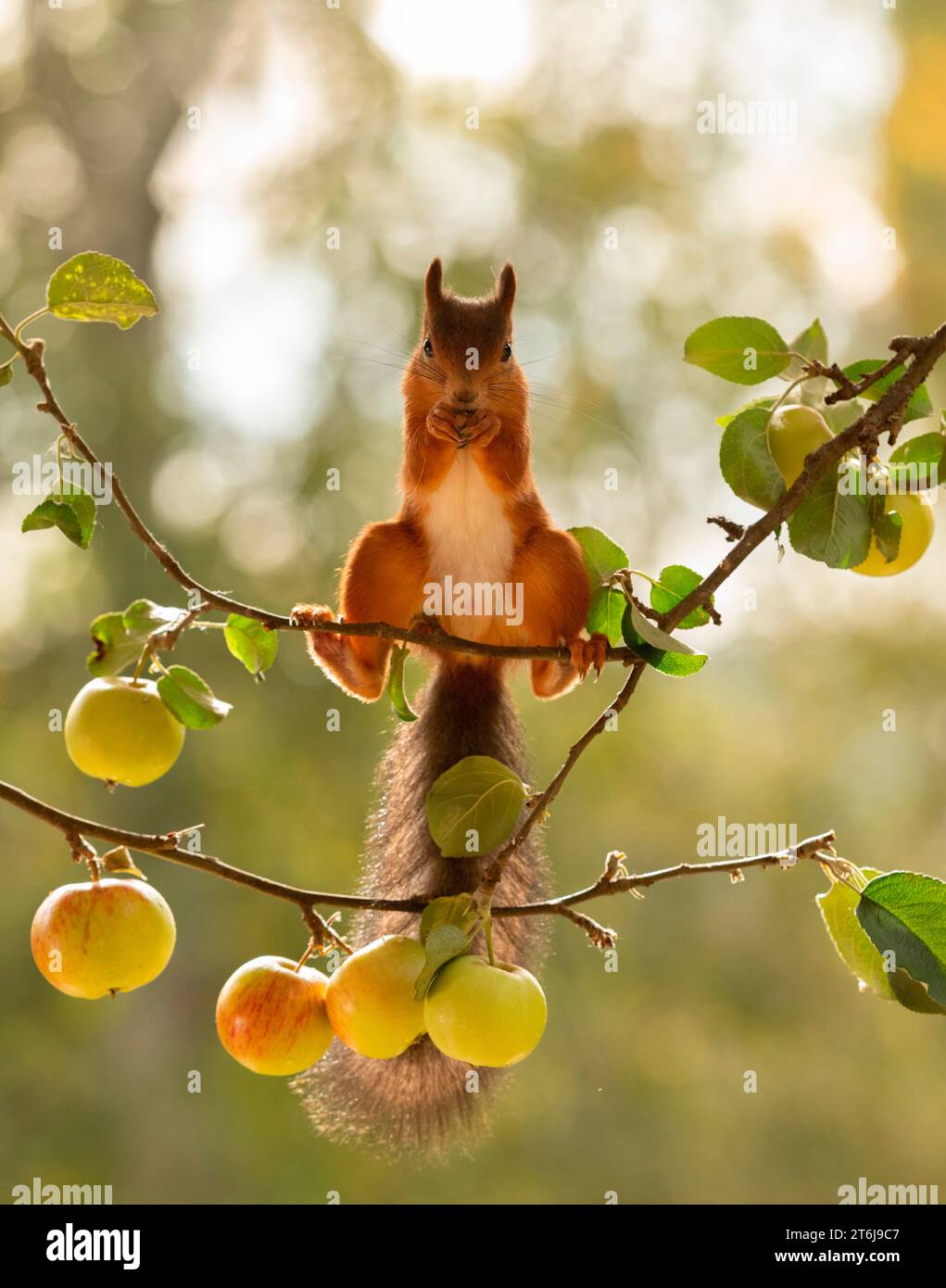 Rote Eichhörnchen stehen auf Apfelzweigen Stockfoto