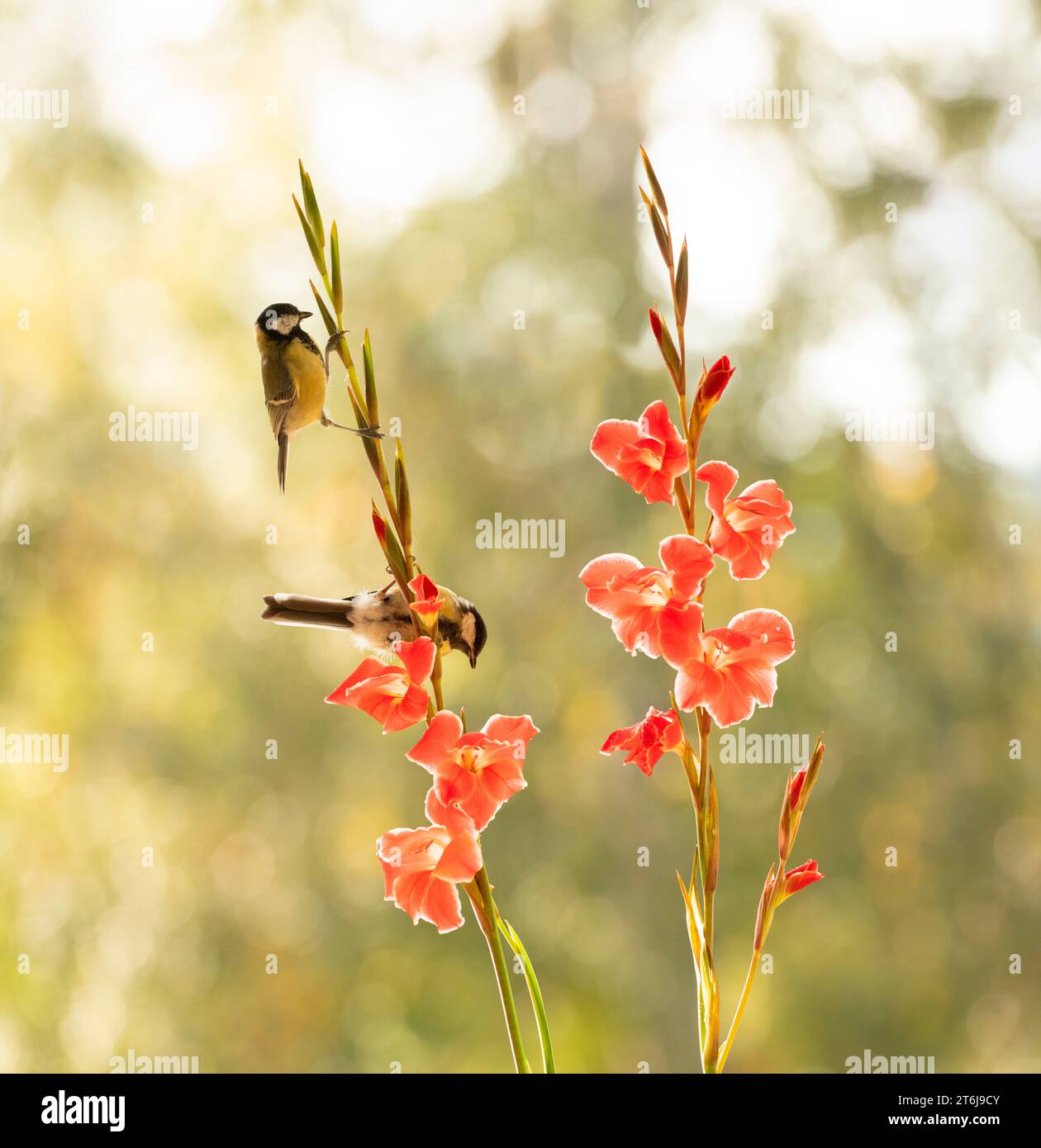 Tolle Titten mit einem Gladiolusstamm mit Blumen Stockfoto