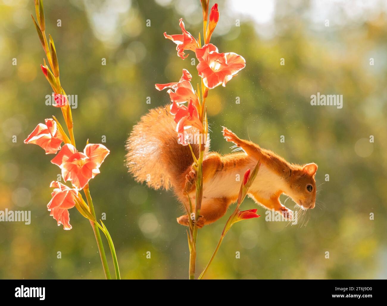 Rotes Eichhörnchen springt von einem Gladiolusstamm mit Blumen Stockfoto