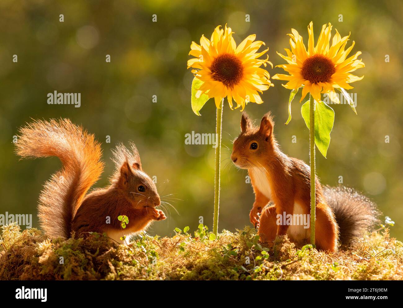 Rote Eichhörnchen stehen mit Sonnenblumen Stockfoto