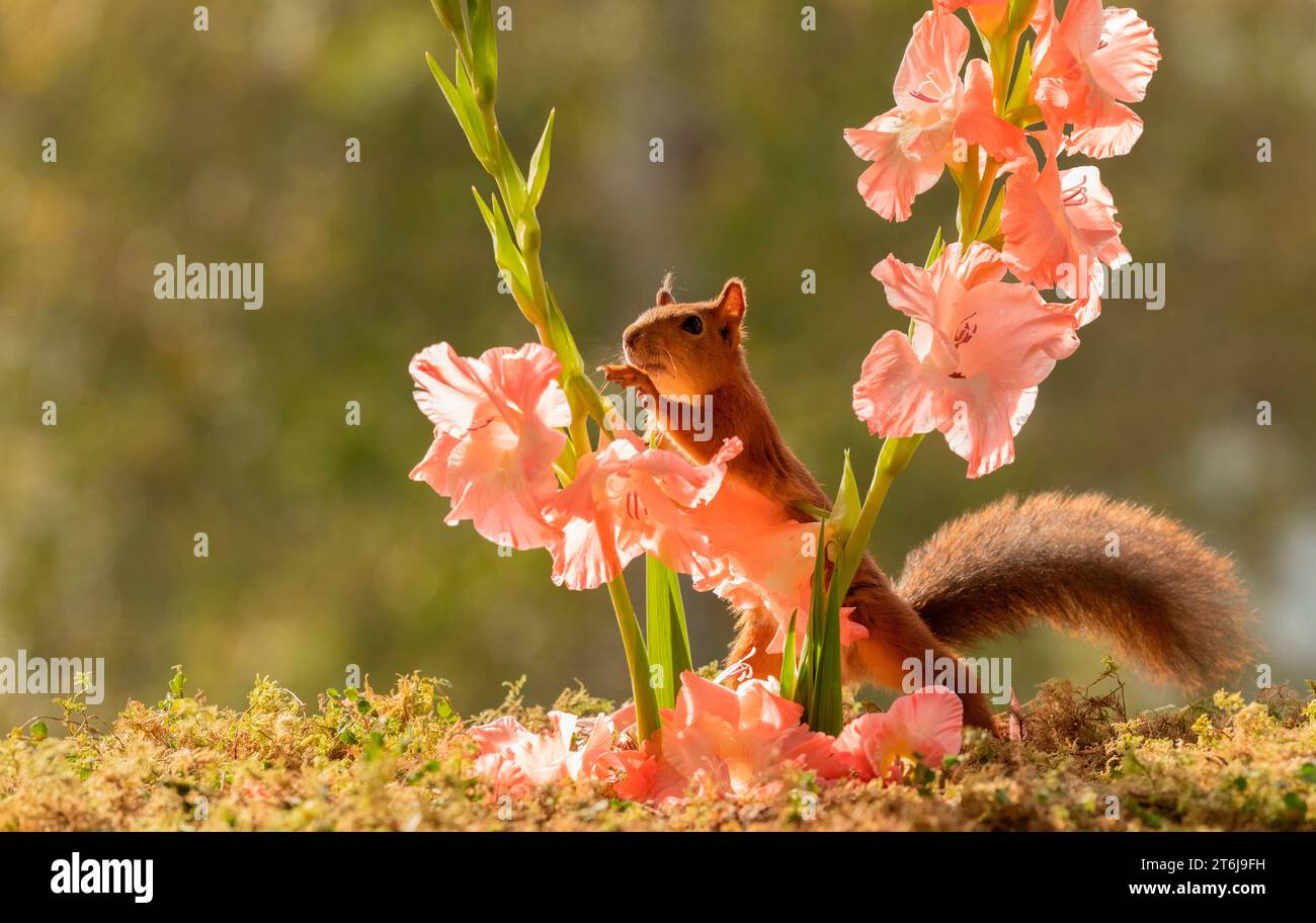 Rotes Eichhörnchen mit Gladiolusstamm mit Blumen; Stockfoto