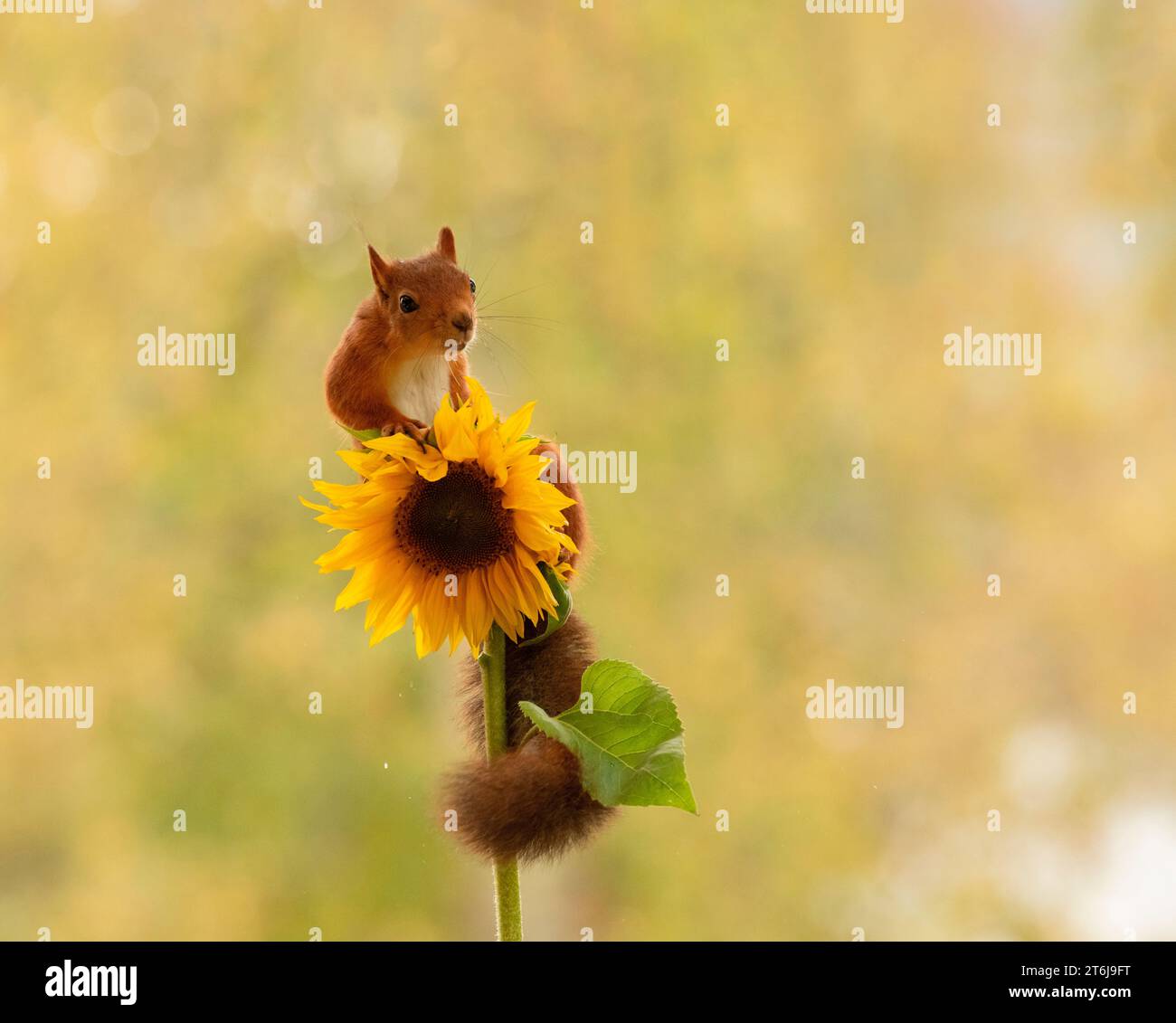 Rotes Eichhörnchen auf einer Sonnenblume Stockfoto