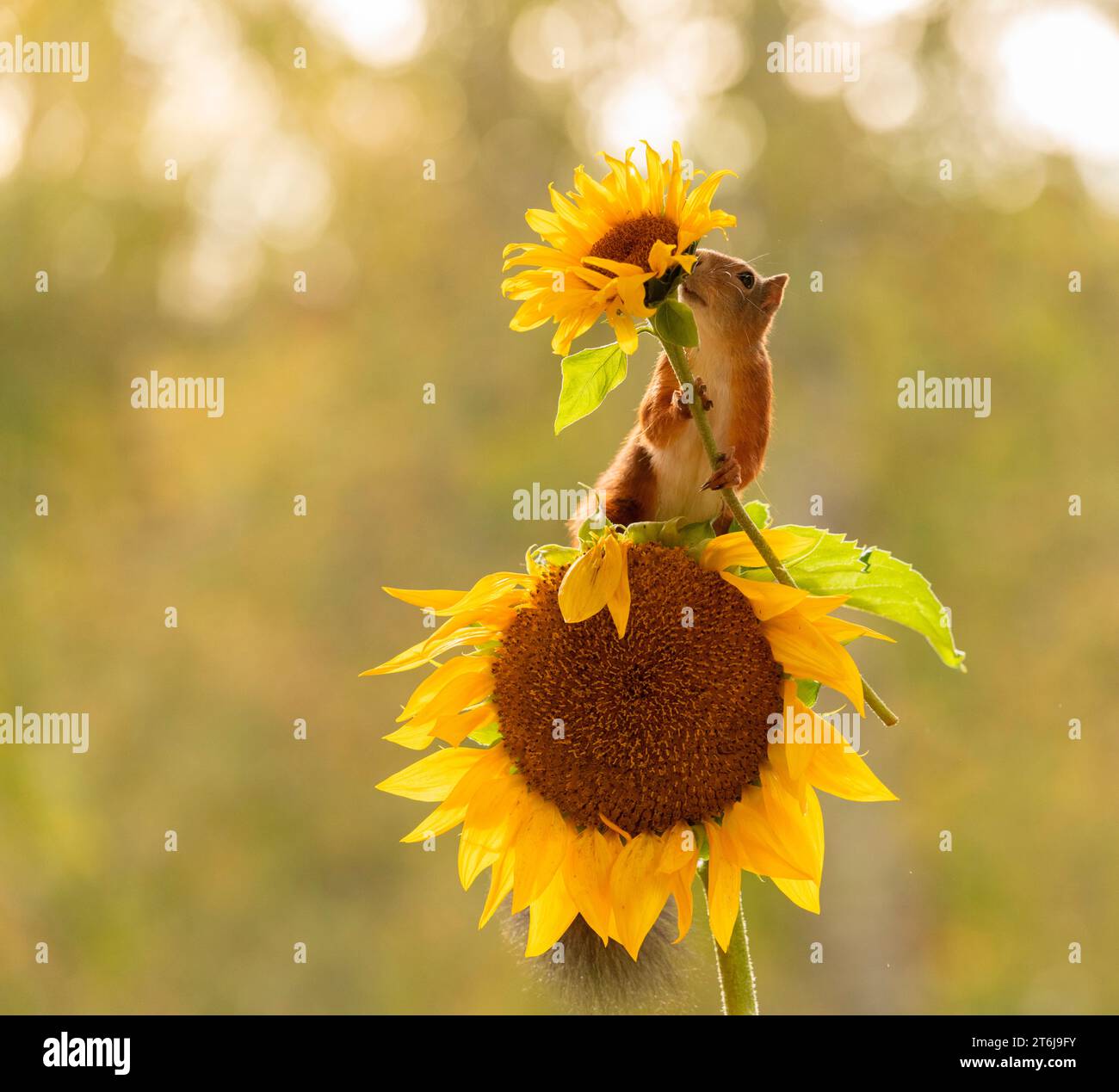 Rotes Eichhörnchen auf Sonnenblumen, mit einem Stockfoto