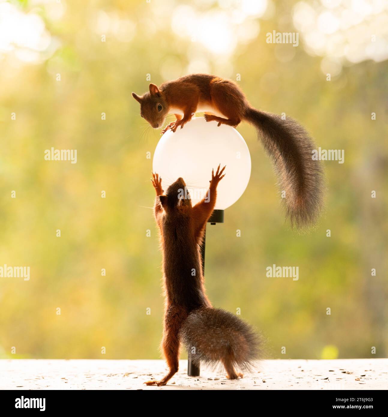 Rotes Eichhörnchen auf einer runden Lampe Stockfoto