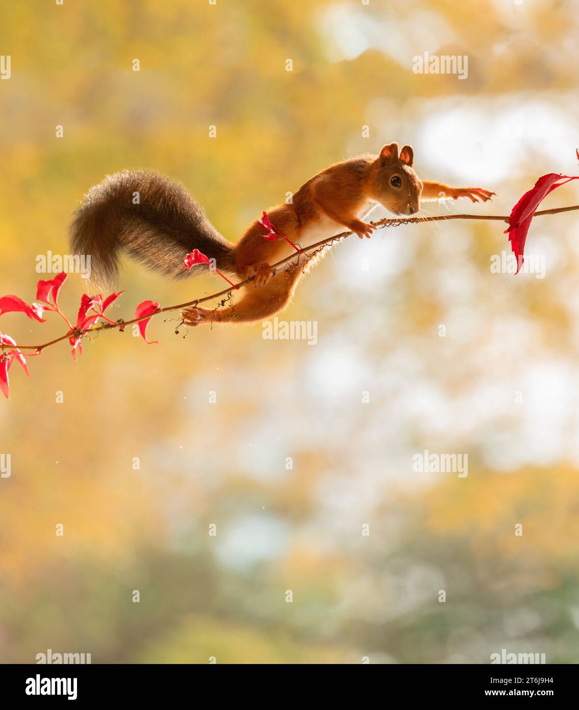 Rotes Eichhörnchen auf einem Virginia-Kriechzweig Stockfoto