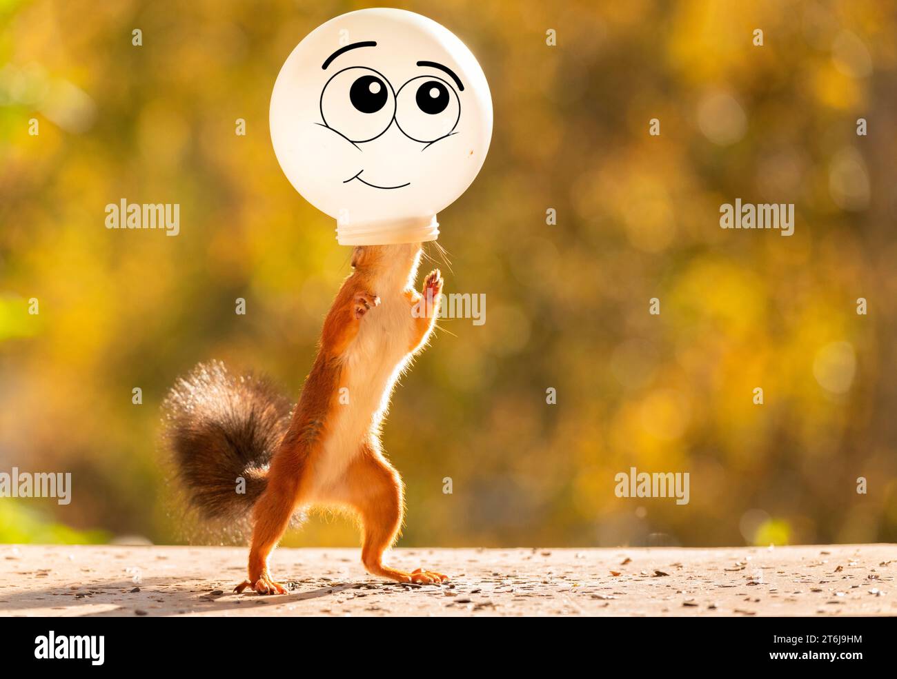 Rotes Eichhörnchen mit Gesicht in einer Kugel Stockfoto