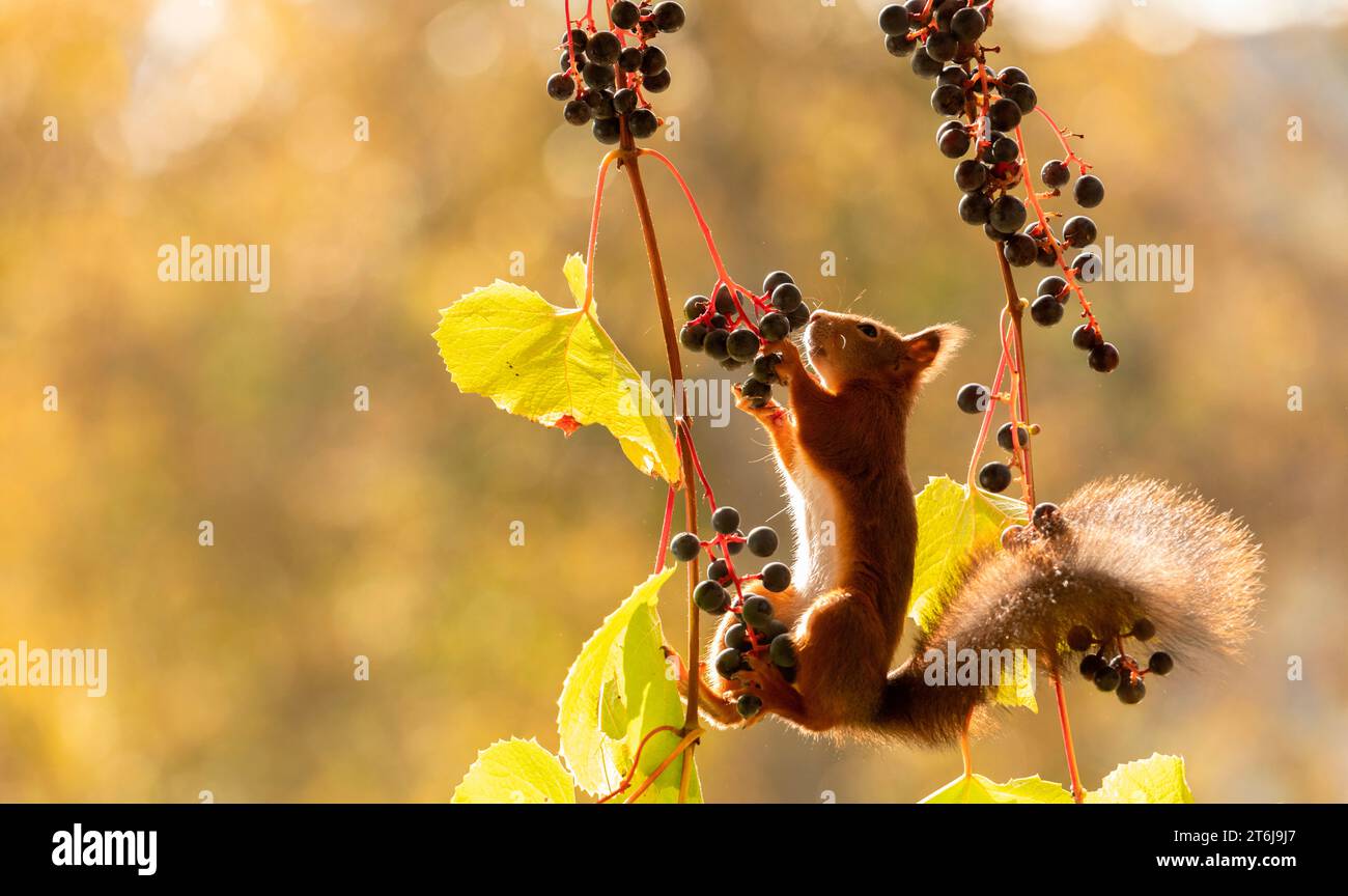 Rotes Eichhörnchen essen Trauben in Traubenzweigen Stockfoto