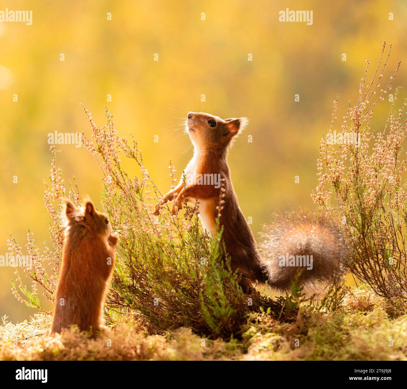 Rote Eichhörnchen mit Heidepflanzen Stockfoto