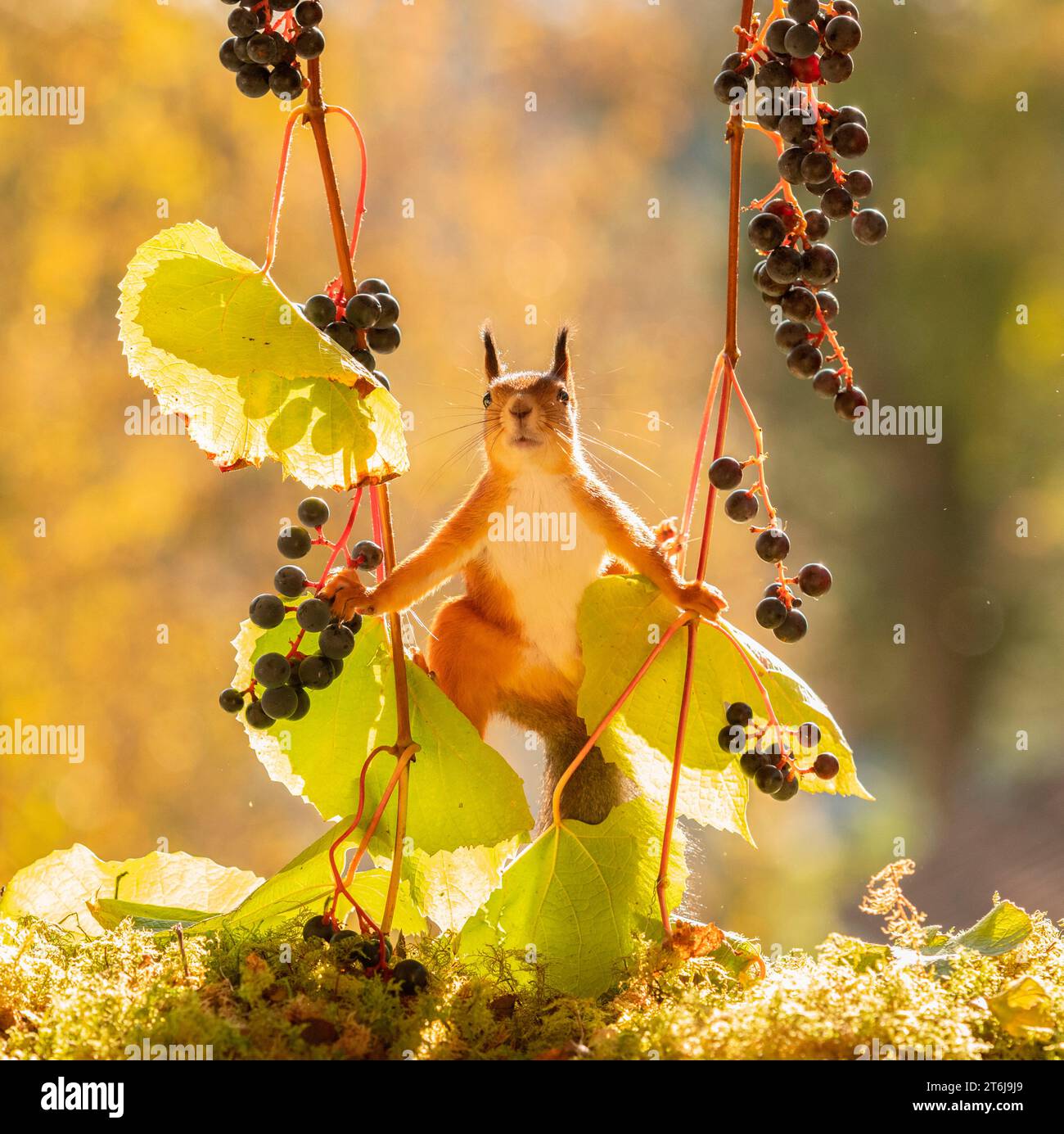 Rotes Eichhörnchen zwischen Traubenzweigen mit Trauben Stockfoto