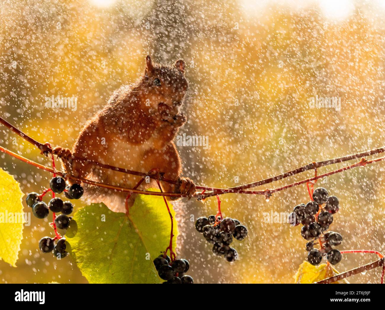 Rotes Eichhörnchen mit Trauben auf Traubenzweigen mit Tropfen Stockfoto