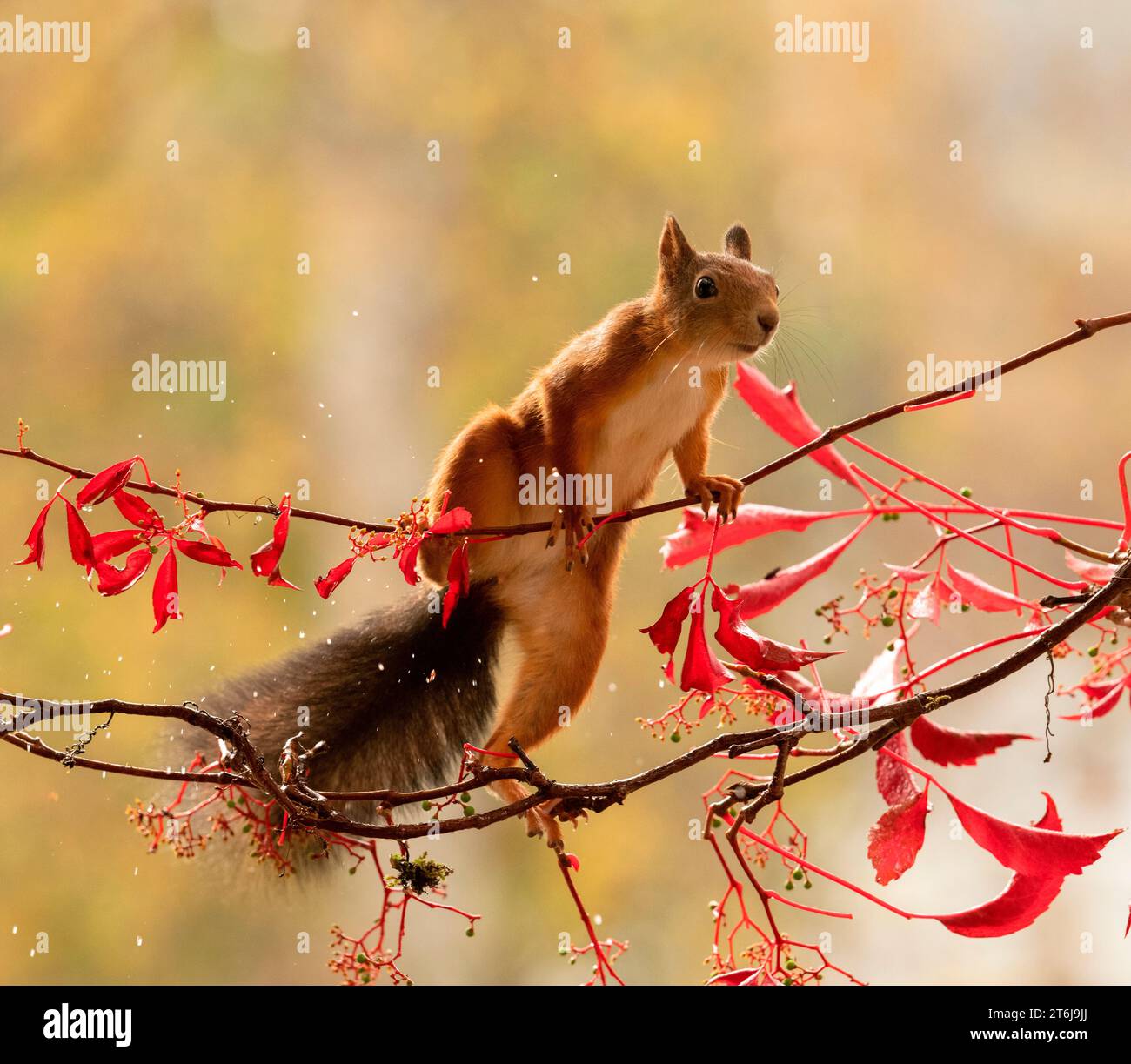 Rotes Eichhörnchen auf einem Virginia-Kriechzweig Stockfoto