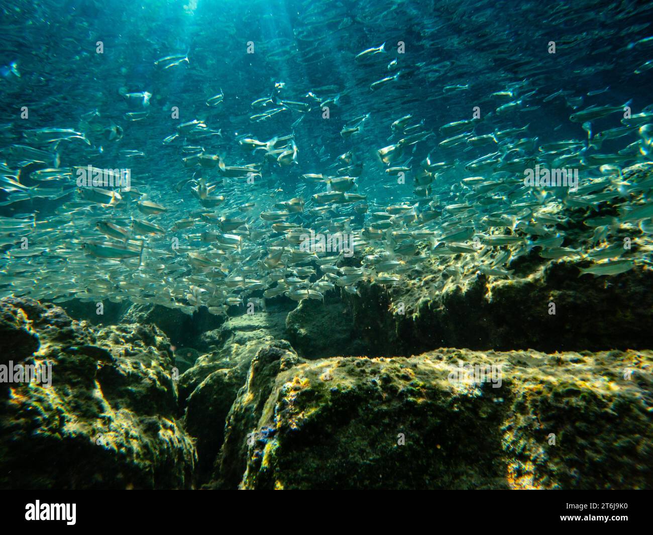 Unterwasserlandschaft im Mittelmeer. Steine und kleine Fische. Niedriger Winkel. Stockfoto