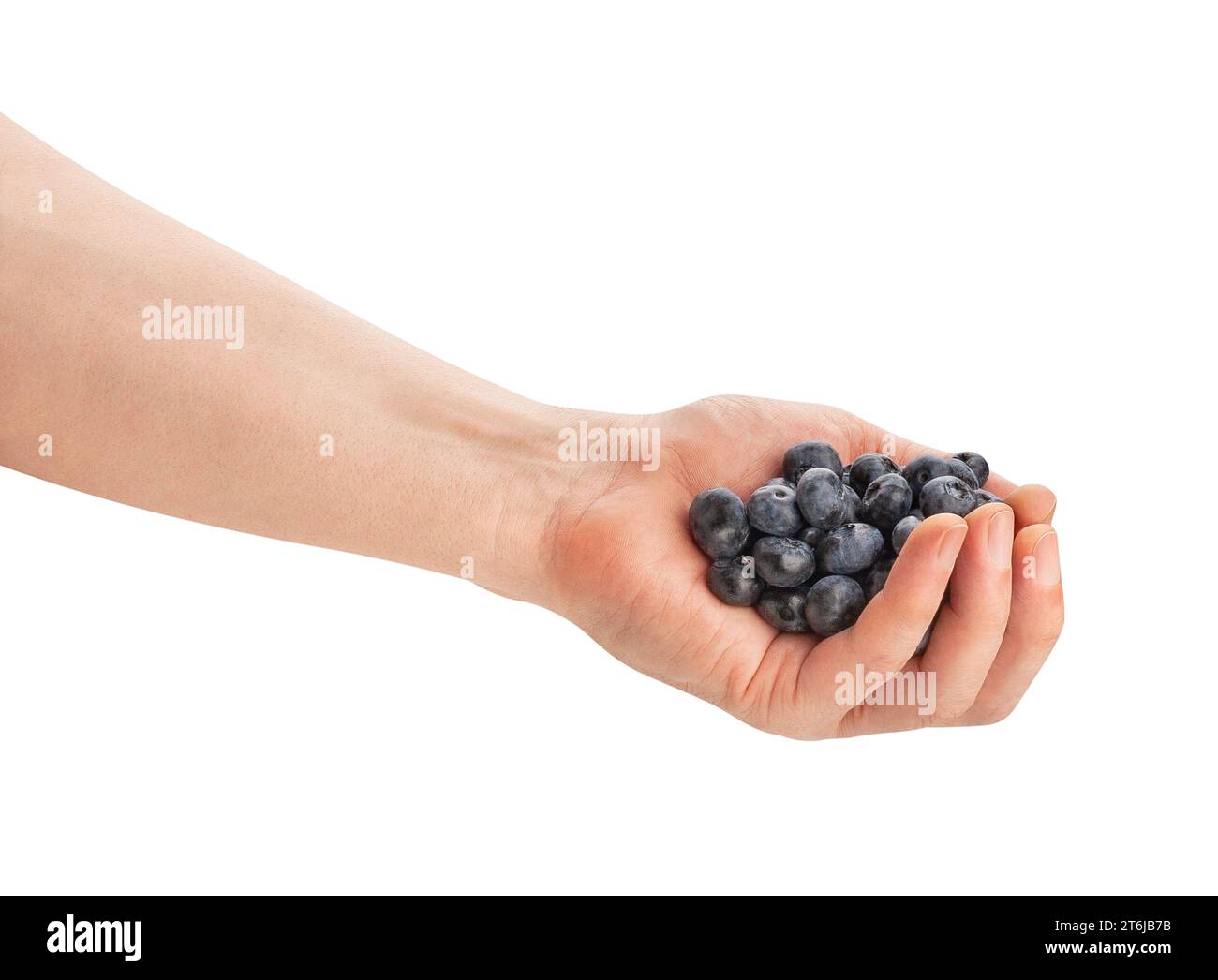 Blaubeere in der Hand, isoliert auf weiß Stockfoto