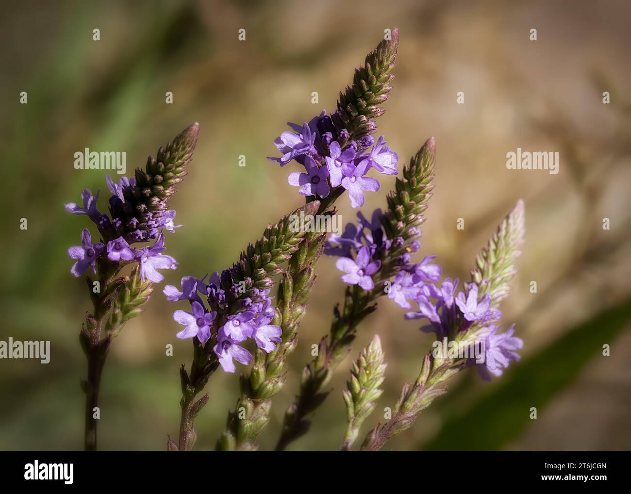 Nahaufnahme der Wildblumenblüten des Blauen Vervain (Verbena hastata), die im Chippewa National Forest im Norden von Minnesota, USA, wachsen Stockfoto