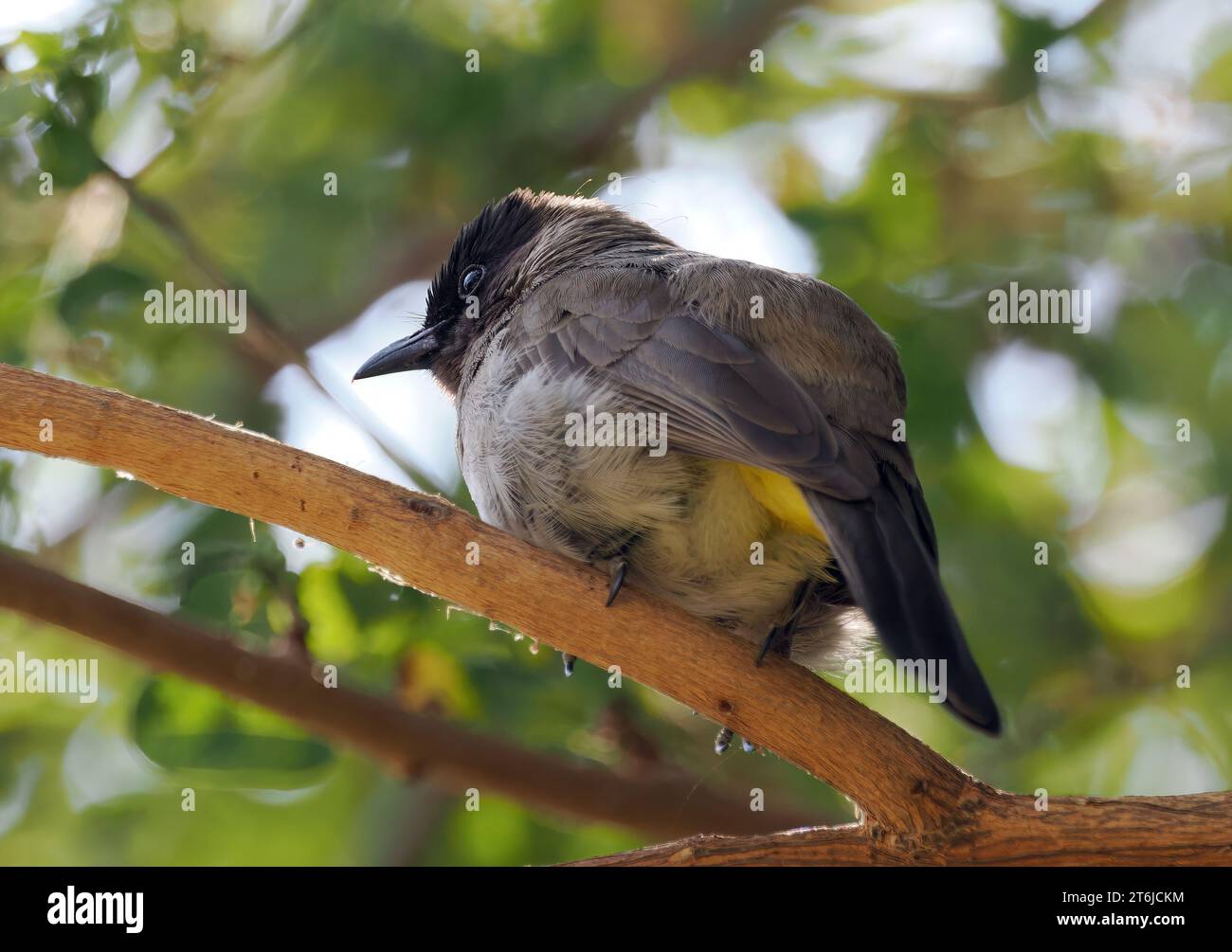 Gemeine Bulbul, braune Bulbul, Gartenbulbul, Graubülbül, Bulbul des jardins, Pycnonotus barbatus, barna bülbül, Victoria Falls, Simbabwe, Afrika Stockfoto