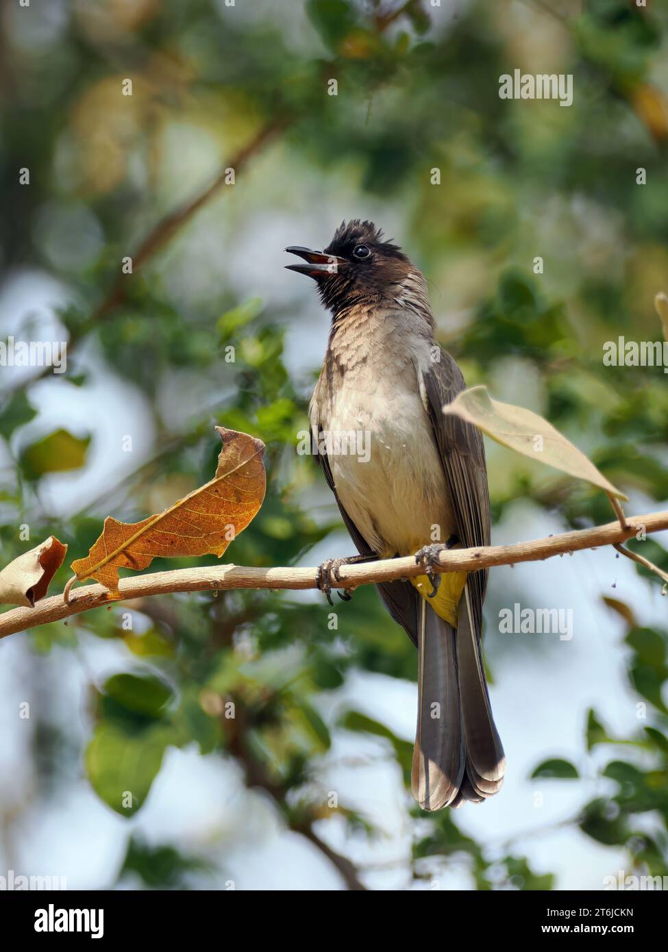 Gemeine Bulbul, braune Bulbul, Gartenbulbul, Graubülbül, Bulbul des jardins, Pycnonotus barbatus, barna bülbül, Victoria Falls, Simbabwe, Afrika Stockfoto