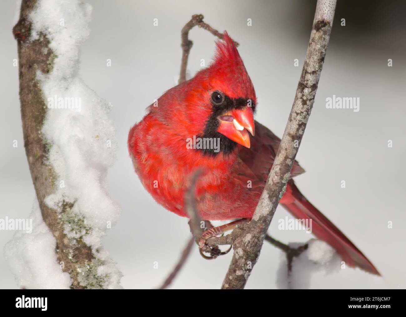 Nahaufnahme des männlichen nördlichen Kardinals (Cardinalis cardinalis), der auf schneebedeckten Ästen im Chippewa National Forest im Norden von Minnesota, USA, thront Stockfoto