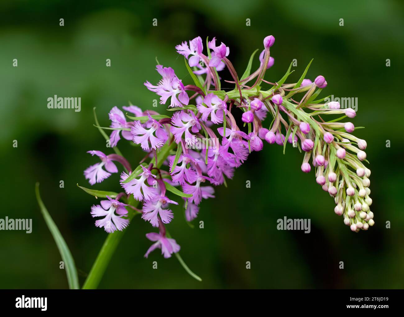 Nahaufnahme Lesser Purple Fringed Orchid (Platanthera Psycodes) Wildblumenblüte in Purpur wächst im Chippewa National Forest im Norden von Minnesota, USA Stockfoto