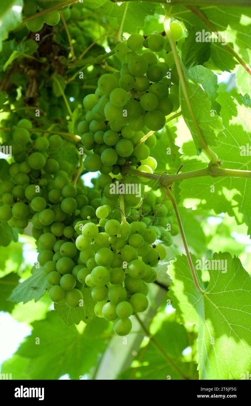 Nahaufnahme von grüner Rebpflanze mit Clustern unreifer grüner Trauben im Sommer in Schweden. Stockfoto