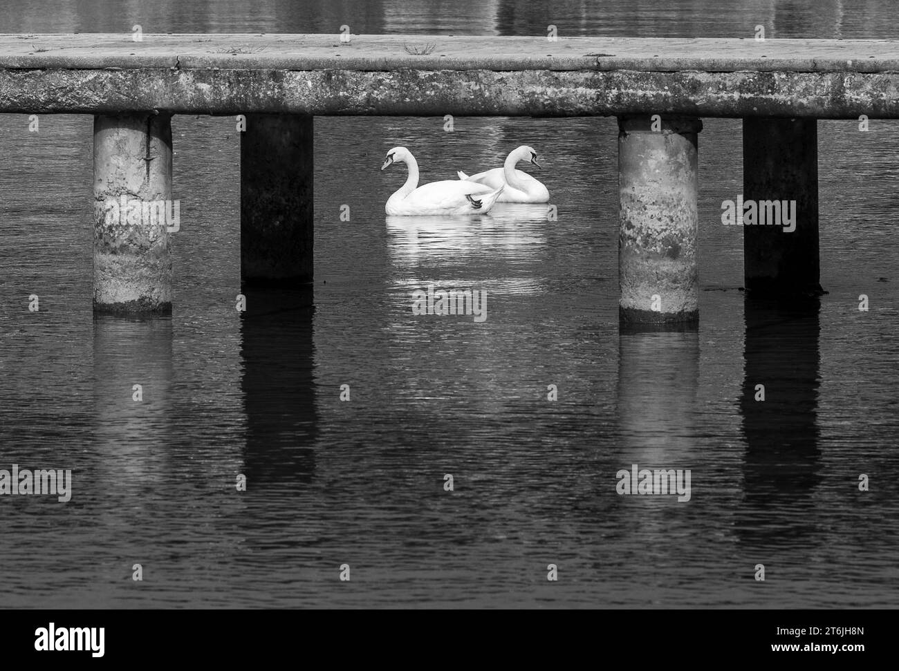 Zwei weiße Schwäne, anmutige Vögel unter der Betonbrücke schwimmen im Ohridsee Mazedonien. Schwarzweiß, Schwarzweiß. Stockfoto