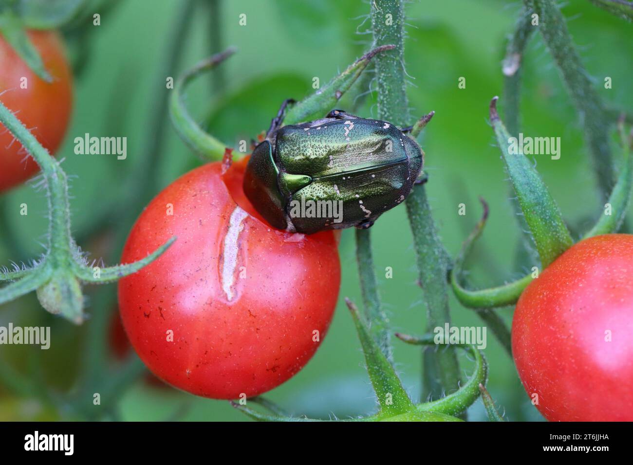 Chafer Beetle Protaetia metallica. Füttern, essen Sie eine Tomate im Garten. Tomatenschädlinge. Stockfoto