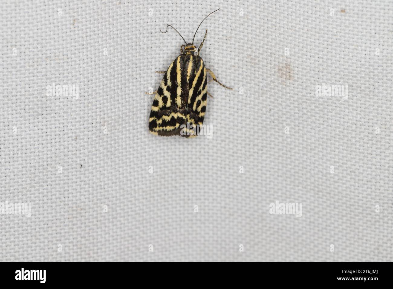 Gefleckter Schwefel (Emmelia trabealis), Motte auf Vorhang. Stockfoto