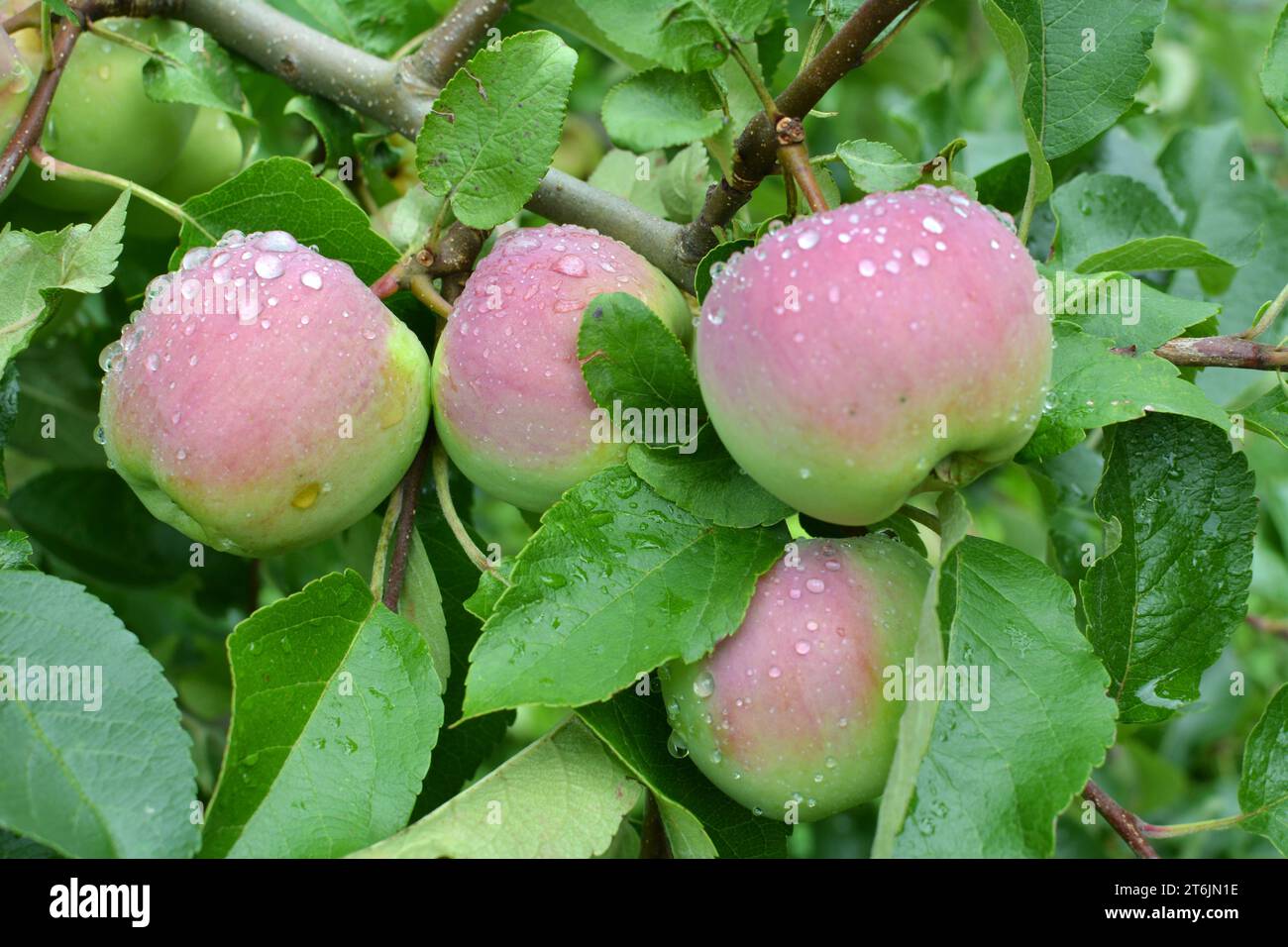 Im Obstgarten reifen Äpfel auf dem Ast Stockfoto