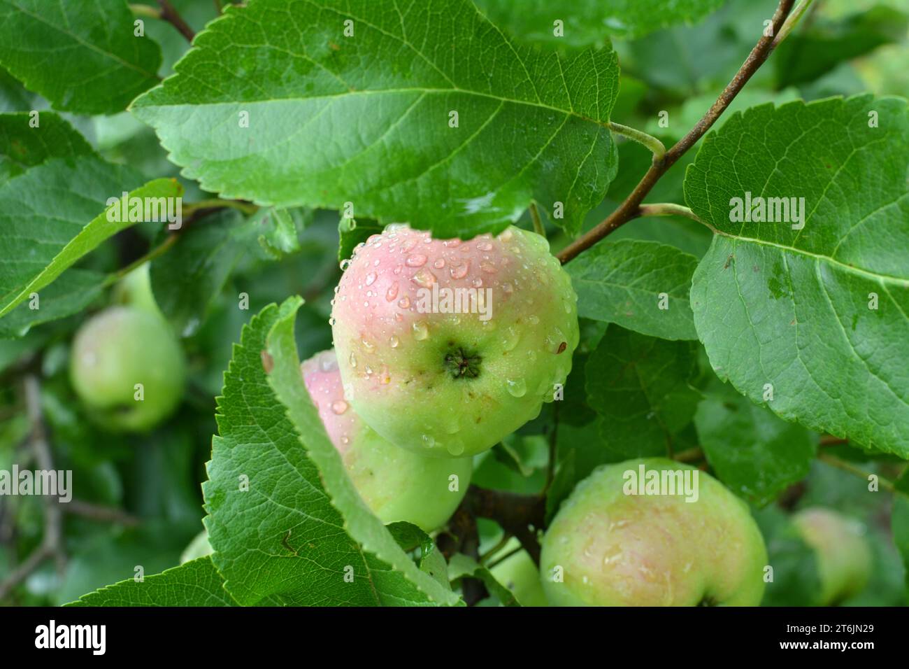 Im Obstgarten reifen Äpfel auf dem Ast Stockfoto
